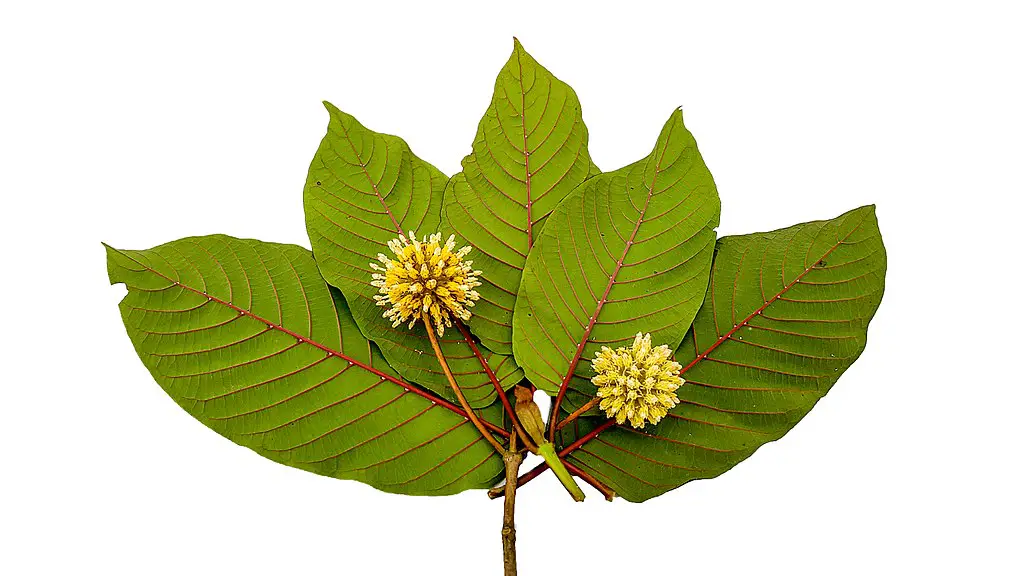 A Guidebook With Text &Quot;The Ultimate Kratom Handbook: Benefits, Risks, And Dosage&Quot;