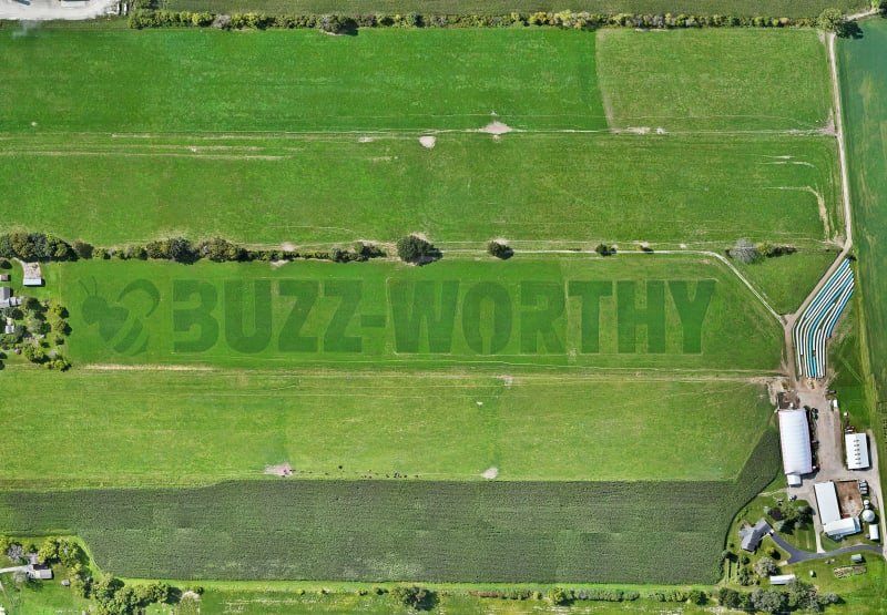 Organic Valley Buzz Worthy 3 Why7O1