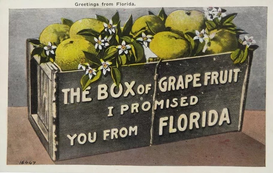 Florida Grapefruit Postcard