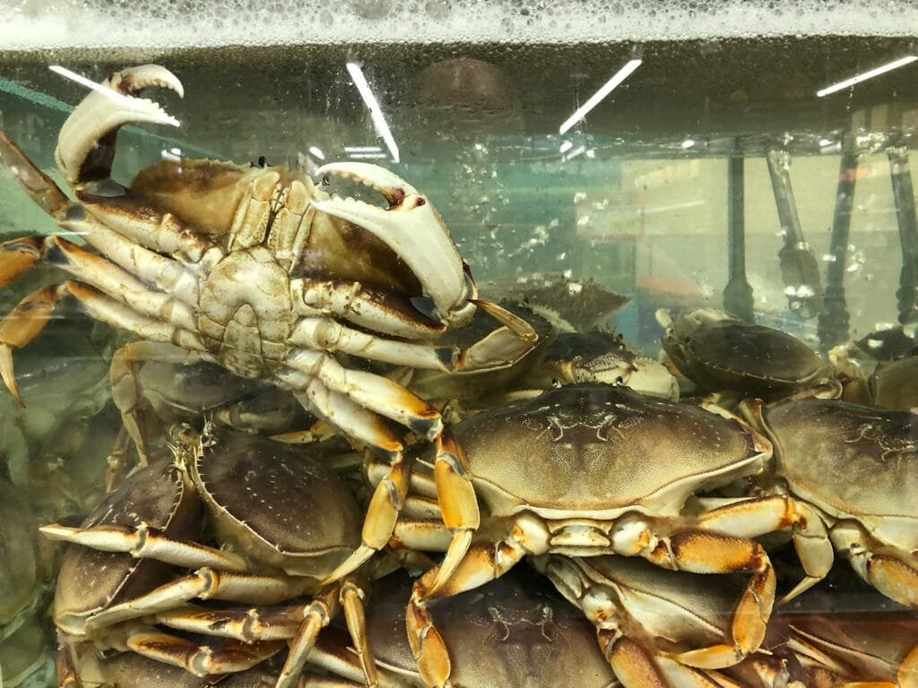Dungeness Crab